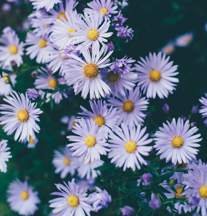 annie-spratt-4wz1YsANFB0-unsplash